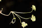 Lawn marshpennywort 